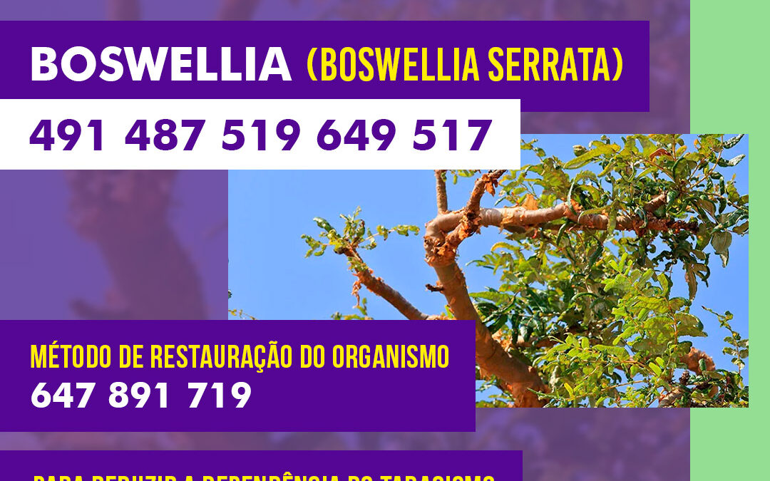 Boswellia