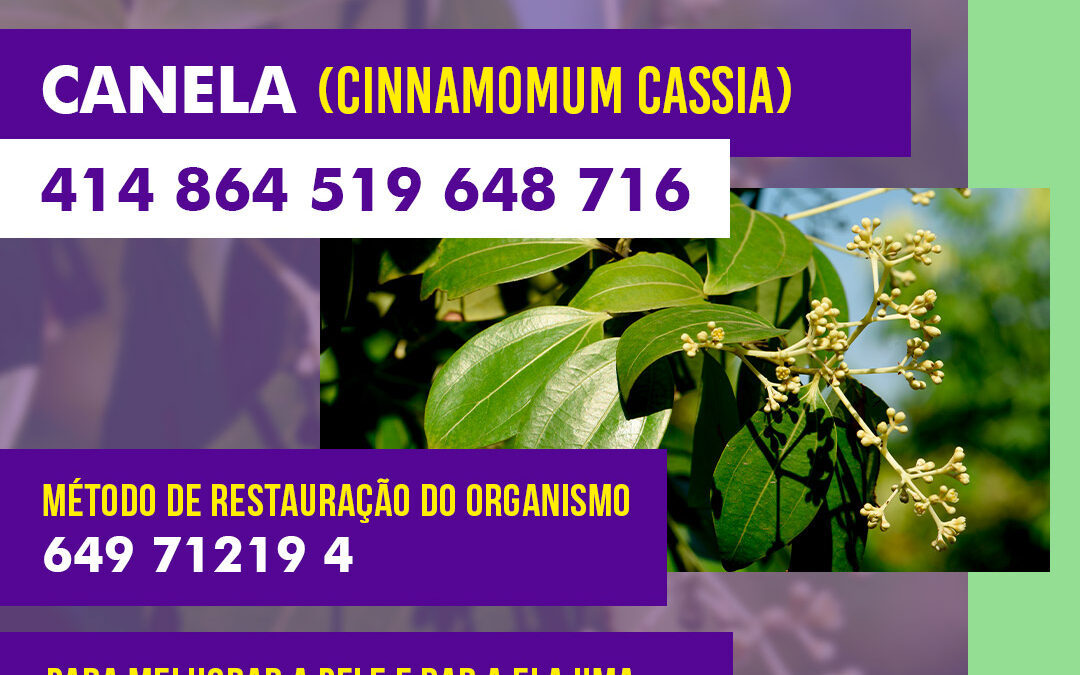 Cinnamomum cassia (Canela)